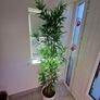 plant Image 2