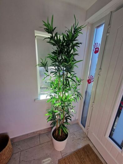 plant