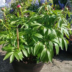 Pot with lovely Peony rose 20 euro please have a look at my other pots plants