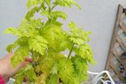 Perennial Plants