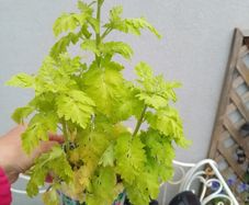 Perennial Plants