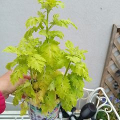 Perennial Plants