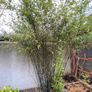 bamboo plants different varieties Image 3