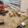 hens Image 2