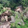 firewood Image 6