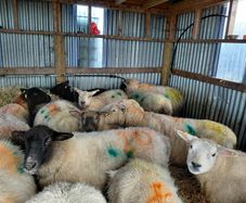 Ewes in Lamb recently scanned