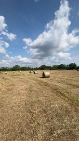 Round bales of Hay