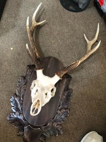 Deer Stag Large Antlers and skull  on a wood plaque