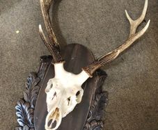 Deer Stag Large Antlers and skull  on a wood plaque