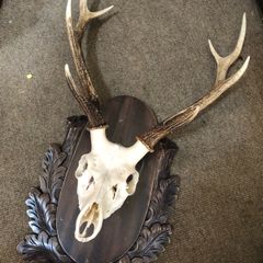Deer Stag Large Antlers and skull  on a wood plaque