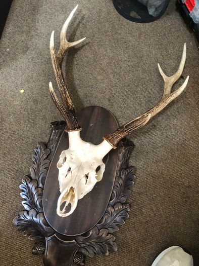 Deer Stag Large Antlers and skull  on a wood plaque