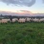 Quality breeding Ewes Image 5