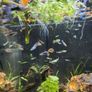 young guppie fish Image 3