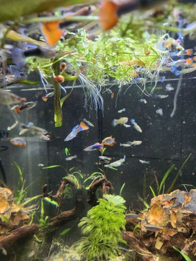 young guppie fish