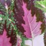 Coleus Houseplant & Tall Premium Planter Image 6
