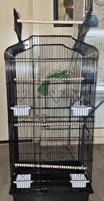 Black bird cage
