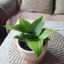 Beautiful Sansevieria Hahnii in decorative pot Image 6