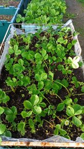 strawberry plants