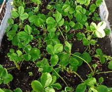 strawberry plants