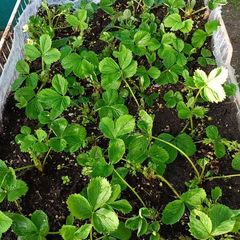 strawberry plants
