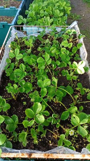 strawberry plants