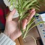 Spider Plants Image 4