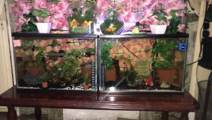 Fish Tank Swap