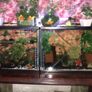 Fish Tank Swap Image 5