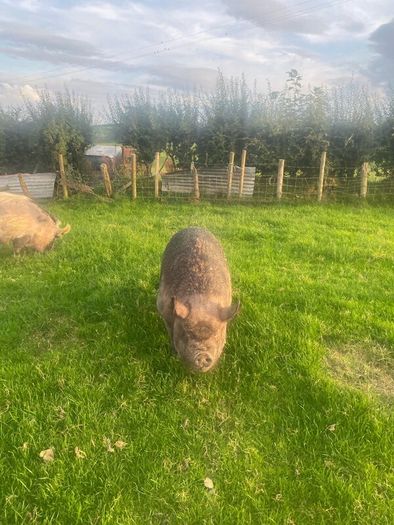Kune kune sows