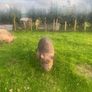 Kune kune sows Image 3