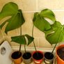 Monstera plants (25e if taking all) Image 7