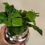 Artificial Plants in Ceramic Pots x7 Image 6