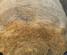 silage top quality