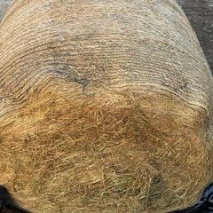 silage top quality