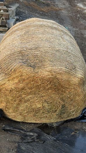 silage top quality