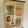 Vintage Poster Anatomical Wall Chart 1940s Image 5