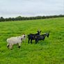pygmy goat Image 2