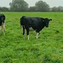 British friesian incalf heifers for sale Image 10