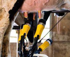 ADF Milking Systems | Lower SCC Risk & Save Labour