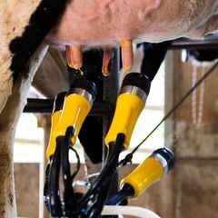 ADF Milking Systems | Lower SCC Risk & Save Labour