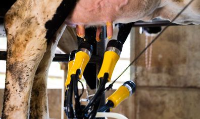 ADF Milking Systems | Lower SCC Risk & Save Labour
