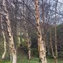 Silver birch trees Image 3