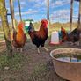 Hatching eggs,and dayolds Image 2