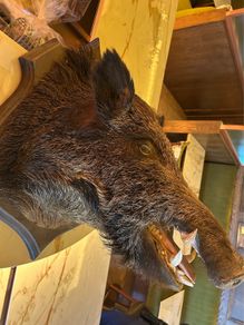 Stuffed boars head