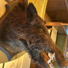 Stuffed boars head