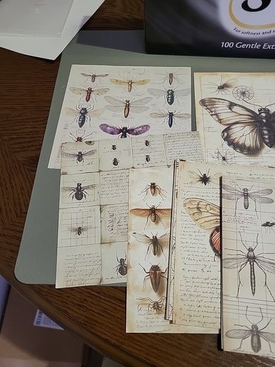 Entemology cards