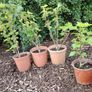 Redcurrant Plant Image 7