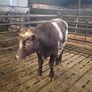Pedigree Shorthorn Bulls Image 7