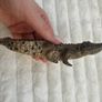 Schleich Alligator Crocodile Moveable Jaw D-73527 Used Please see photos Image 7