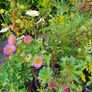 Plants and Shrubs Image 10